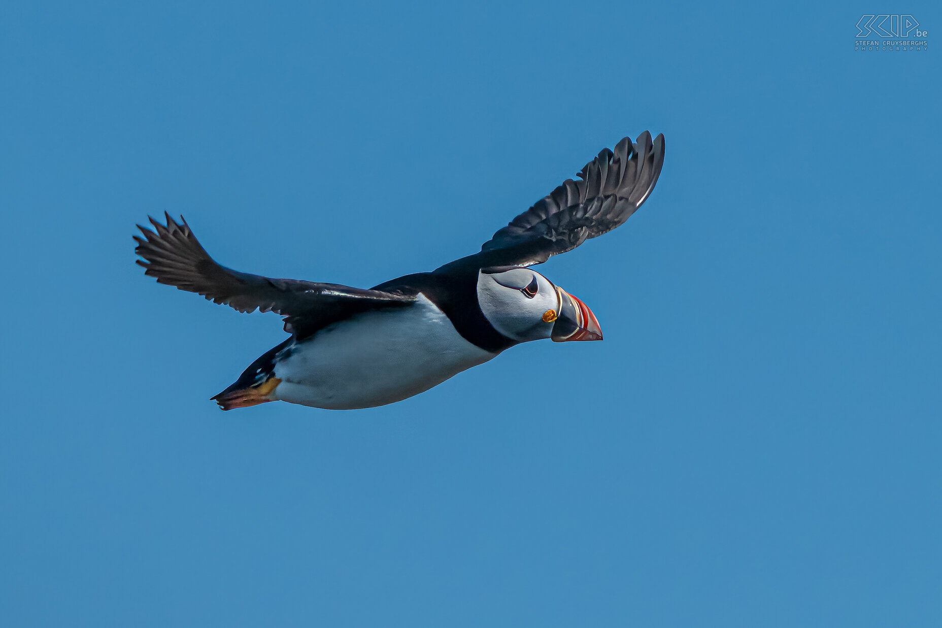 Farne Islands - Papegaaiduiker Een groot deel van hun leven verblijven de papegaaiduikers op de oceaan. Het zijn niet de beste vliegers maar toch kunnen ze een snelheid van 65 km/u bereiken. Papegaaiduikers kunnen wel zeer goed duiken tot 60 meter diep en het is van de weinig vogelsoorten die in staat zijn om verschillende kleine visjes kruislings in hun snavel te dragen. Stefan Cruysberghs